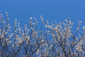 Wallpaper of blossom cherry branches of tree on blue background of sky. Spring blossom mood.