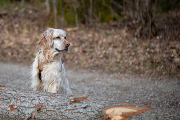 Orange belton english setter on the lookout in the forest behind a tree trunk.