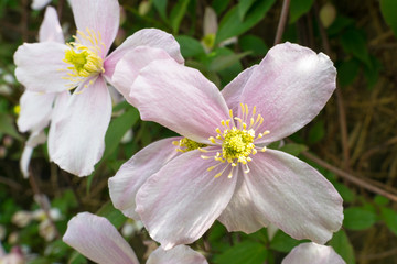 Soft pink colored Clematis flower. Clematis Montana, also known as mountain Clematis or Himalayan Clematis.