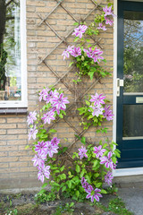 Fototapeta na wymiar Large flowered Clematis cultivar 