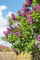 Purple or lila colored common Lilac (latin name: Syringa vulgaris) in an urban garden