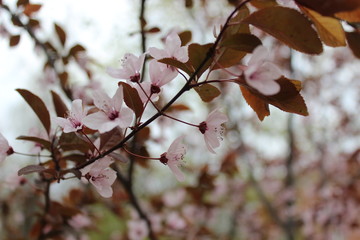 Branch with pink flowers of plum tree in spring, blooming time