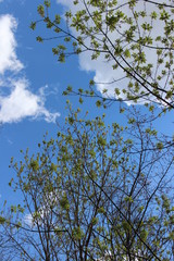 Spring sky and branches with green leaves on background