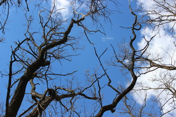 Absctract background with geometric branches of trees under blue sky
