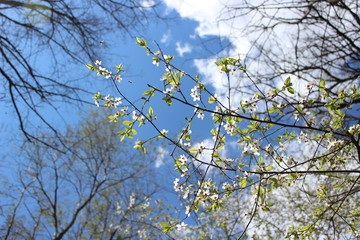 Blue sky with spring branches of trees in blossom on background