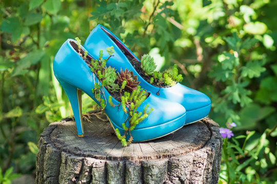 Blue second hand shoes, stilettos, high heels / upcycled into eco friendly planters / flowerbeds / flower pots. Sustainable gardening idea for a yard