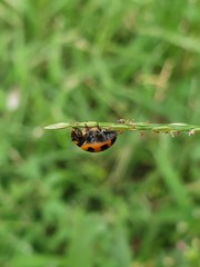 fly on a leaf