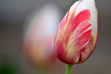 Tulip Candy Cane 08