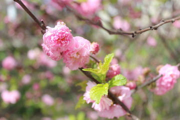 Wild roses in pink color on the spring bush background