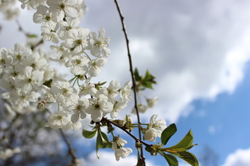 Sunny, sakura, white flowers in blossom on background in macro