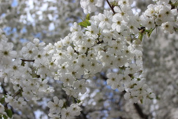 Blossom of white cherry tree with amazing flowers around image
