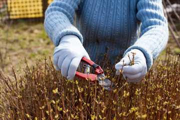   woman in village with   pruner. Close-up of  hands