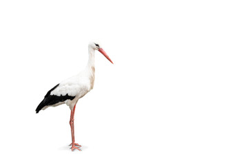 White stork isolated on white background. Side view of full body and space for copy.