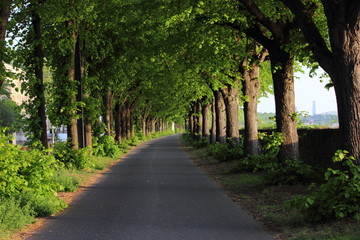 Grüne Allee