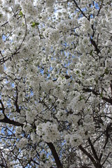 White blossom background with aroma flowers of trees in spring