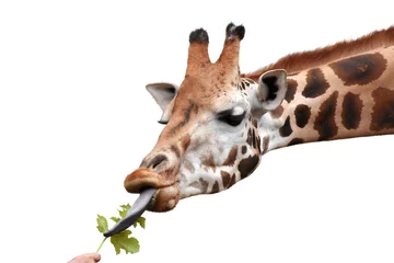 Poster Im Rahmen Giraffe eating green leaf out of human hand. White background. © Nancy Pauwels