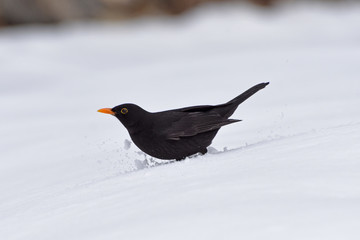 corvo merlo uccello neve 