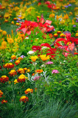 Beautiful summer blooming flowers in the park. Summer or spring garden flowers background.