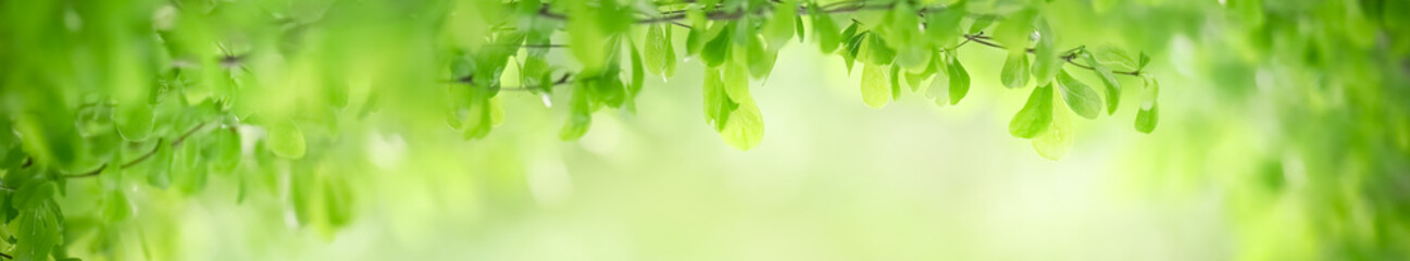 Closeup beautiful nature view of green leaf on blurred greenery background in garden with copy space using as background natural green plants landscape, ecology, fresh wallpaper cover concept.