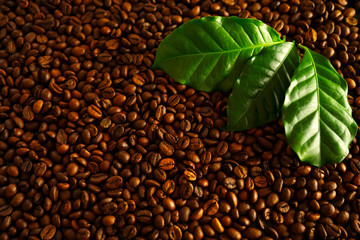 Roasted coffee beans with fresh green coffee leaves background. Space for your text. Close-up of brown. 