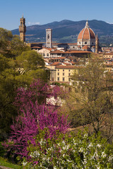 Spring view of the Cathedral of Saint Mary of the Flower (Cattedrale di Santa Maria del Fiore) and white pink trees in the foreground. Florence, Tuscany, Italy. - 344267347