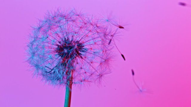 Macro Shot of Dandelion being blown in super slow motion on neon background. Filmed on high speed cinematic camera at 1000 fps.