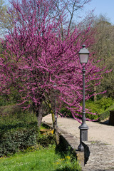 Judas tree or European redbud (Cercis siliquastrum L.) with forged lantern. Boboli Gardens, Florence, Tuscany, Italy. - 344267705