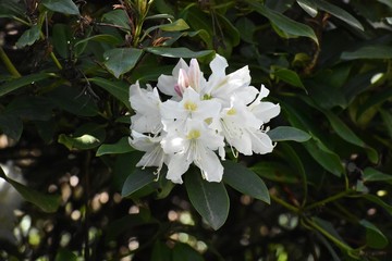 Close up of beautiful white Rhododendron flowers blooming in the garden.