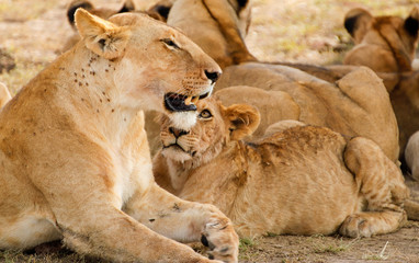 Lions in the Masai Mara