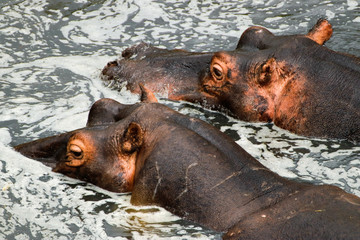 Hippos in the river