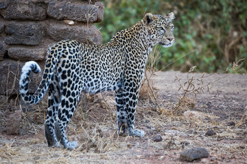 Leopard