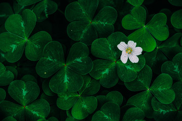 clover field with white flower