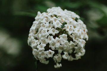 close up white garden flower with blurred background