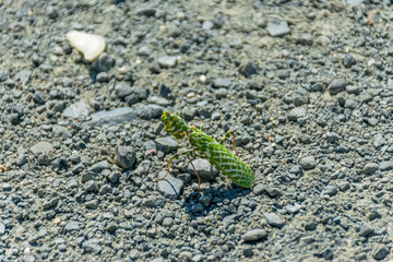 Brave green mantis is posing on the road.