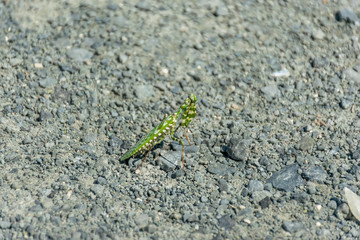 Brave green mantis is posing on the road.