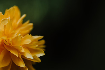 yellow close up flower with blurred backgrund