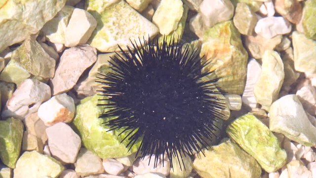 Black sea urchin lies underwater on stones. Sea urchin Echinothrix diadema, commonly called diadema urchin or blue-black urchin, underwater at bottom. Long spines sea urchin. Water slow motion.