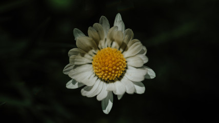 close up white and yellow flower 