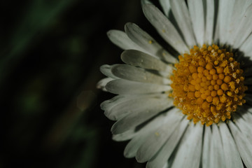 close up white and yellow flower 