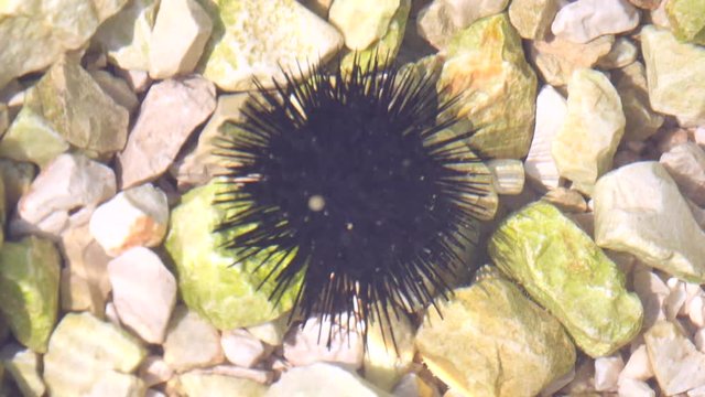 Black sea urchin lies underwater on stones. Sea urchin Echinothrix diadema, commonly called diadema urchin or blue-black urchin, underwater at bottom. Long spines sea urchin. Water slow motion.
