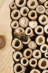 Insektenhotel mit Biene