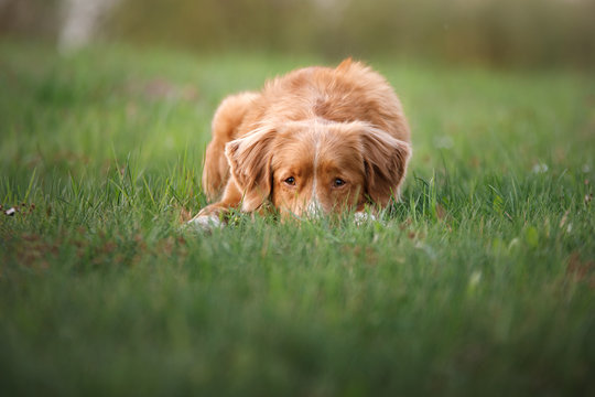 Dog Lying On The Grass, Buried Head. Nova Scotia Duck Tolling Retriever. Pet On The Nature.