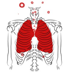 vector illustration of a human skeleton