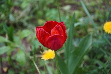 red sprengel's tulip