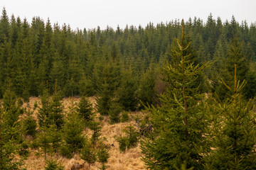 Jungwald bei leichten Regen