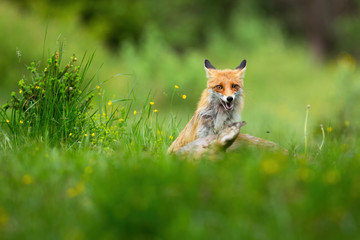 Naklejka na ściany i meble Orange red fox, vulpes vulpes, sitting near kill of deer with open mouth on a hot summer day. Mammal predator with dead prey about to feed on it with copy space..