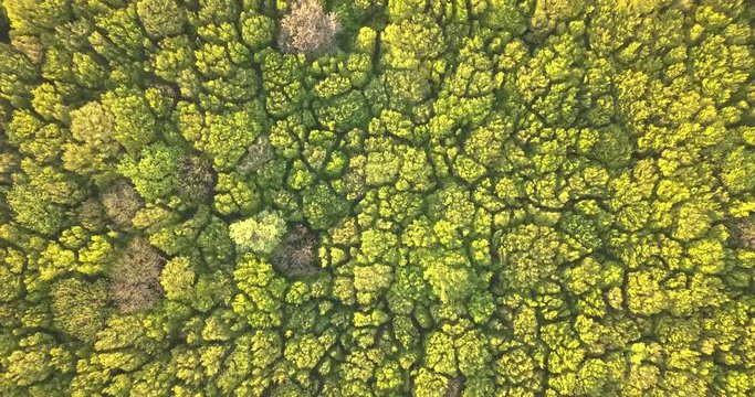 Aerial view spring forest. Natural green background. Photo from the drone