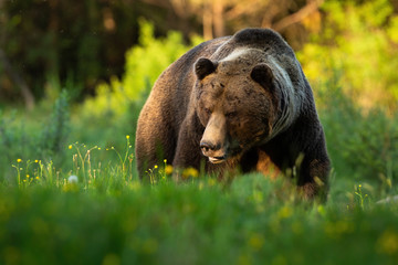 Dangerous brown bear, ursus arctos, approaching on green grass from front view in summer. Strong wild animal with threatening look walking on grass with copy space.