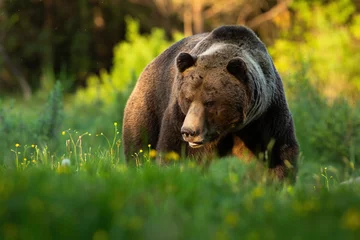 Foto op Plexiglas Dangerous brown bear, ursus arctos, approaching on green grass from front view in summer. Strong wild animal with threatening look walking on grass with copy space. © WildMedia