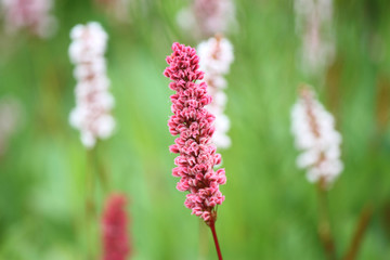 Pink flowers in Scotland